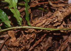 Blechnum triangularifolium