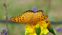 Argynnis hyperbius