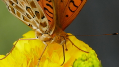 Argynnis hyperbius