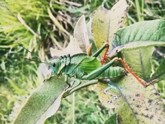 Cibotopteryx