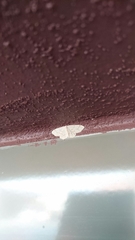 Hemidromodes sabulifera