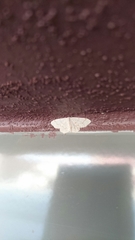 Hemidromodes sabulifera