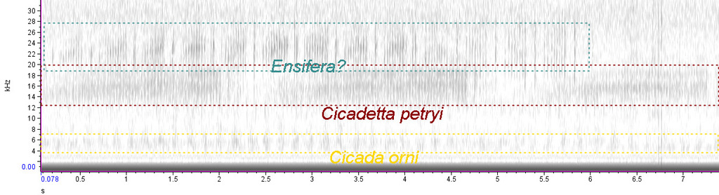 Cicadetta petryi