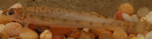 Ammocrypta vivax