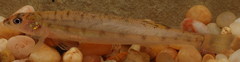 Ammocrypta vivax