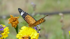 Argynnis hyperbius