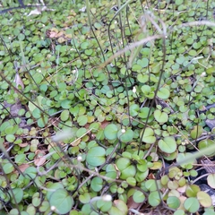 Epilobium nummulariifolium