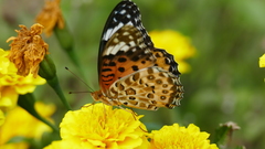 Argynnis hyperbius