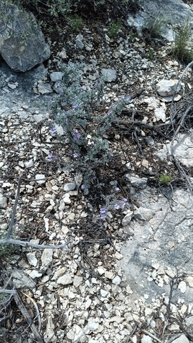Big Bend Silverleaf (Leucophyllum minus)