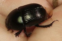 Geotrupes blackburnii