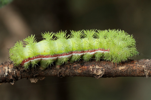 Io Moth, photo 3 of 10