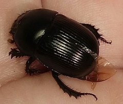 Geotrupes blackburnii