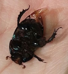 Geotrupes blackburnii