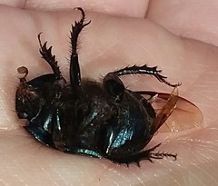 Geotrupes blackburnii