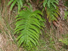 Blechnum triangularifolium