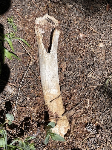 iNaturalist observation photo of Rodents