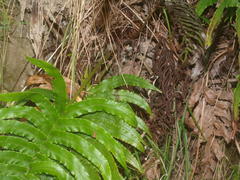 Blechnum triangularifolium