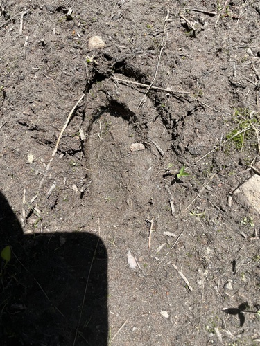 iNaturalist observation photo of Mule Deer