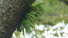 Lepisorus thunbergianus