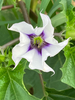 Devil's Trumpets - Photo (c) xiphactinus, some rights reserved (CC BY-NC), uploaded by xiphactinus