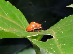Charidotella tuberculata