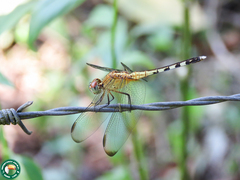 Erythrodiplax maculosa