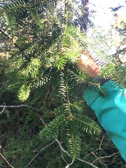 Abies balsamea image