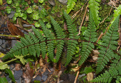 Hypolepis rufobarbata