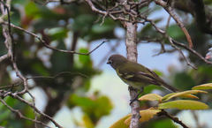 Vireo plumbeus montanus