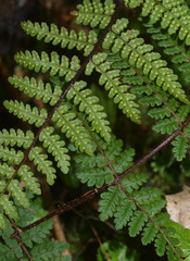 Hypolepis rufobarbata