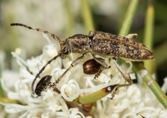 Pempsamacra dispersa