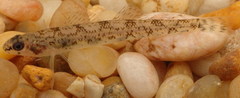 Etheostoma chlorosoma
