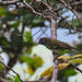 Vireo plumbeus montanus - Photo (c) Denilson Eliu Ordoñez Moreno, algunos derechos reservados (CC BY-NC), subido por Denilson Eliu Ordoñez Moreno
