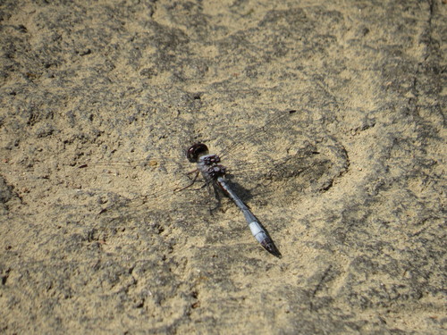 Macrothemis rupicola