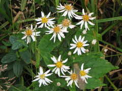 Eurybia chlorolepis