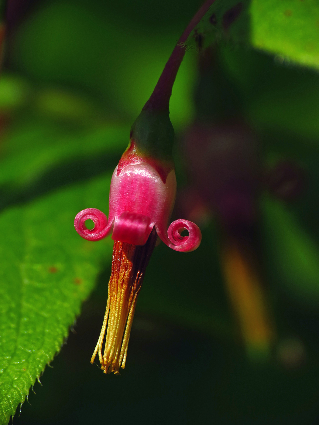 Vaccinium erythrocarpum
