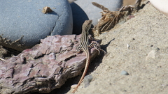 Acanthodactylus schreiberi