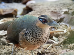 Scaled Ground-Cuckoo photo 1
