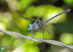 Micrathyria aequalis