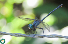 Micrathyria aequalis
