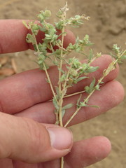 Atriplex elegans