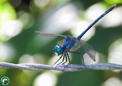Micrathyria aequalis