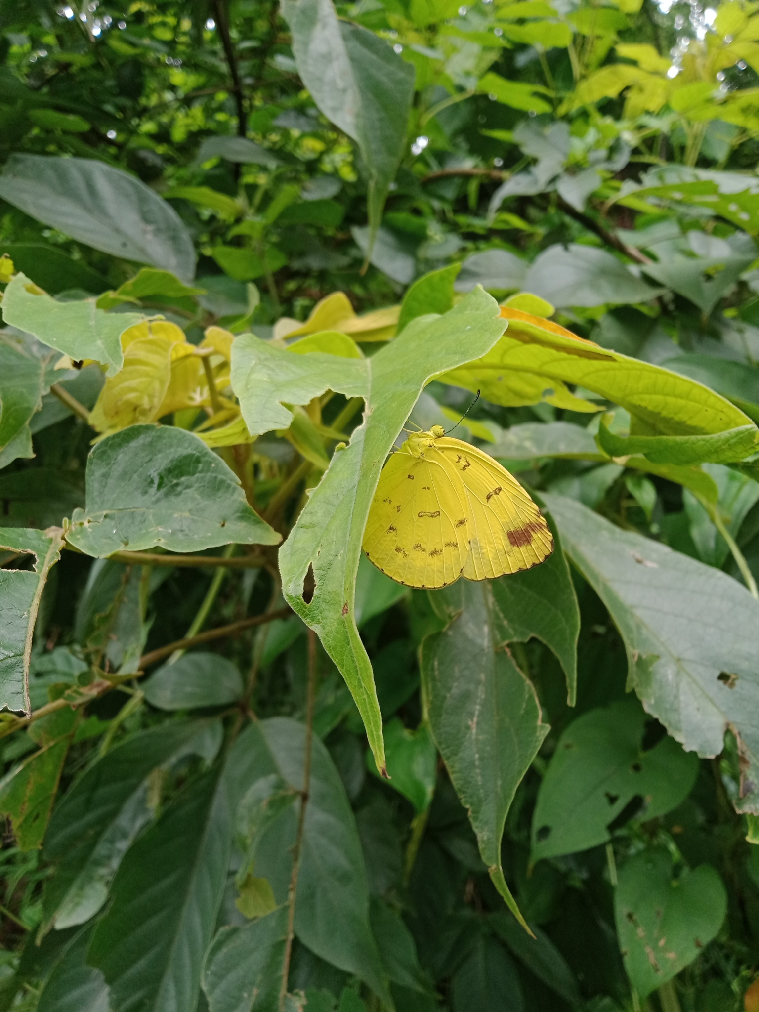 Three-Spot Grass Yellow