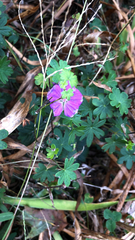 Geranium sanguineum