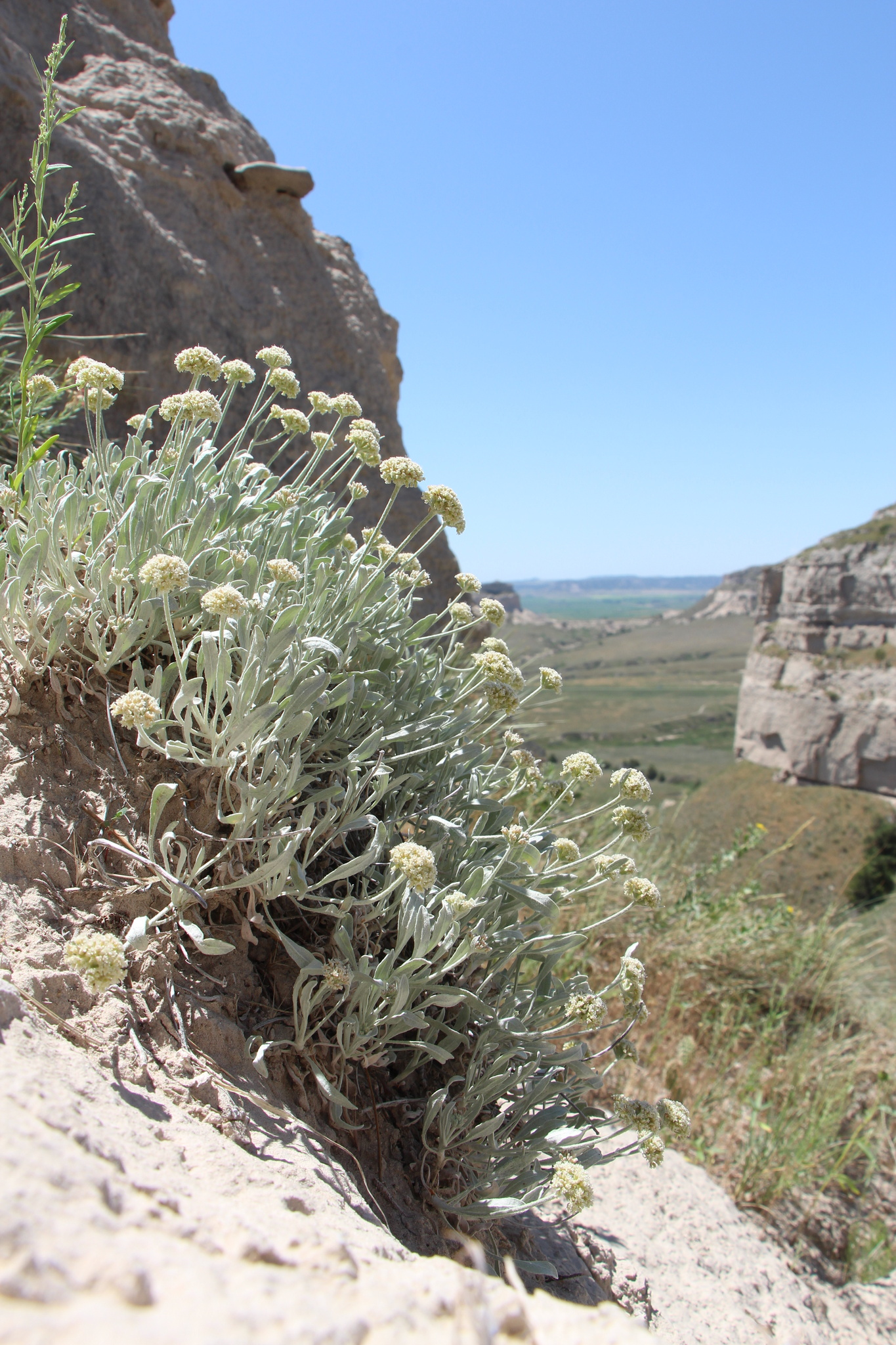 Eriogonum pauciflorum
