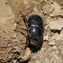 Pentodon algerinus