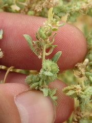 Atriplex elegans