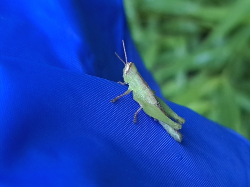 Short-winged Rice Grasshopper photo 5