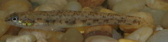 Etheostoma chlorosoma