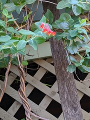 Lonicera sempervirens sempervirens